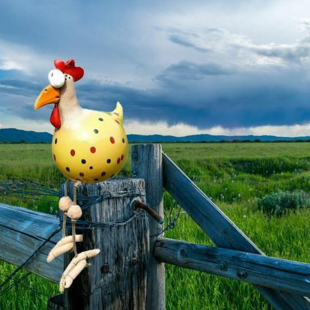 Fun Chicken Garden Ornaments | Unique Decorative Stakes for Your Garden